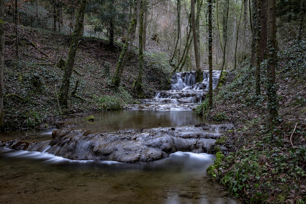 a stream running through a lush green forest