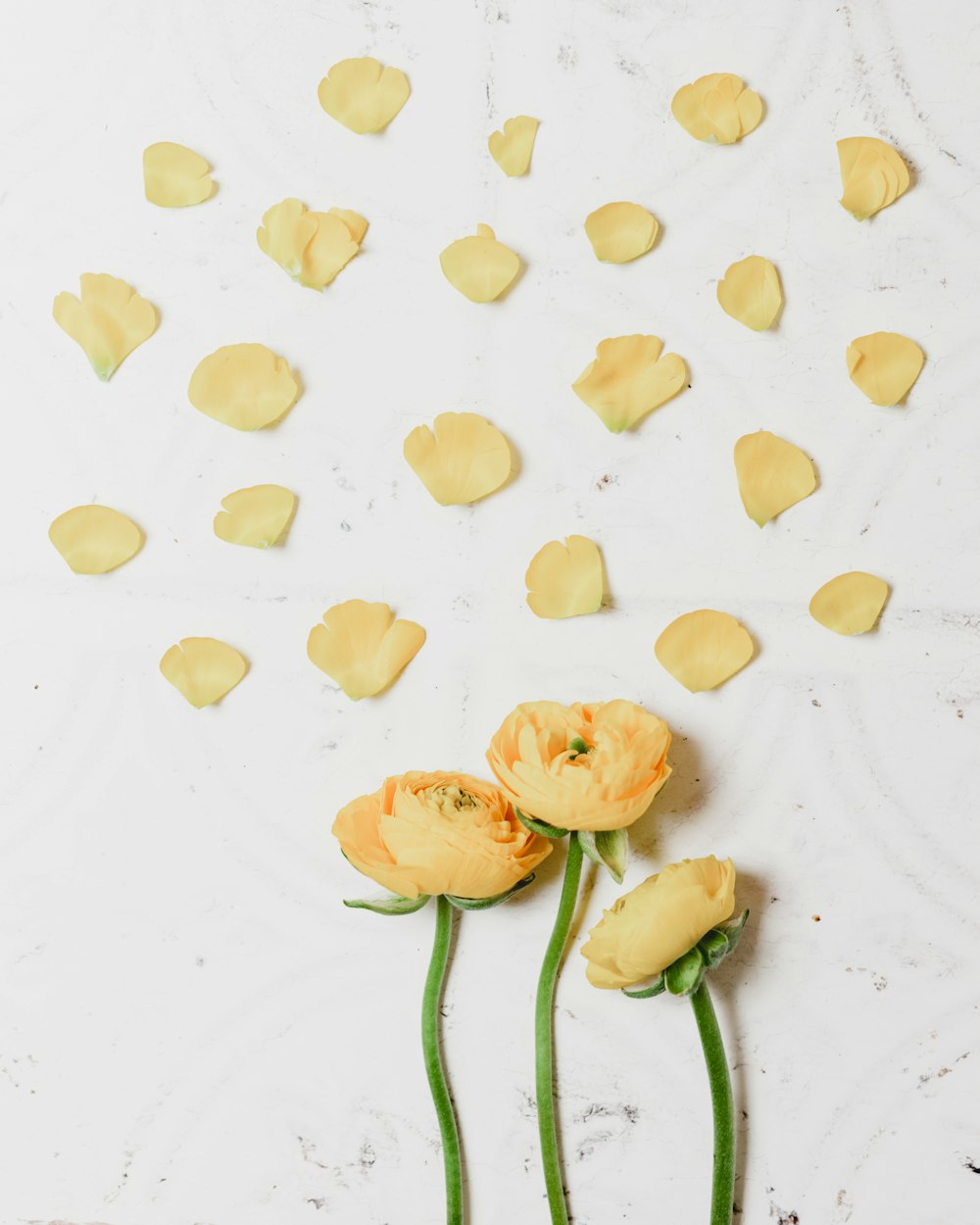 yellow flowers with green stems