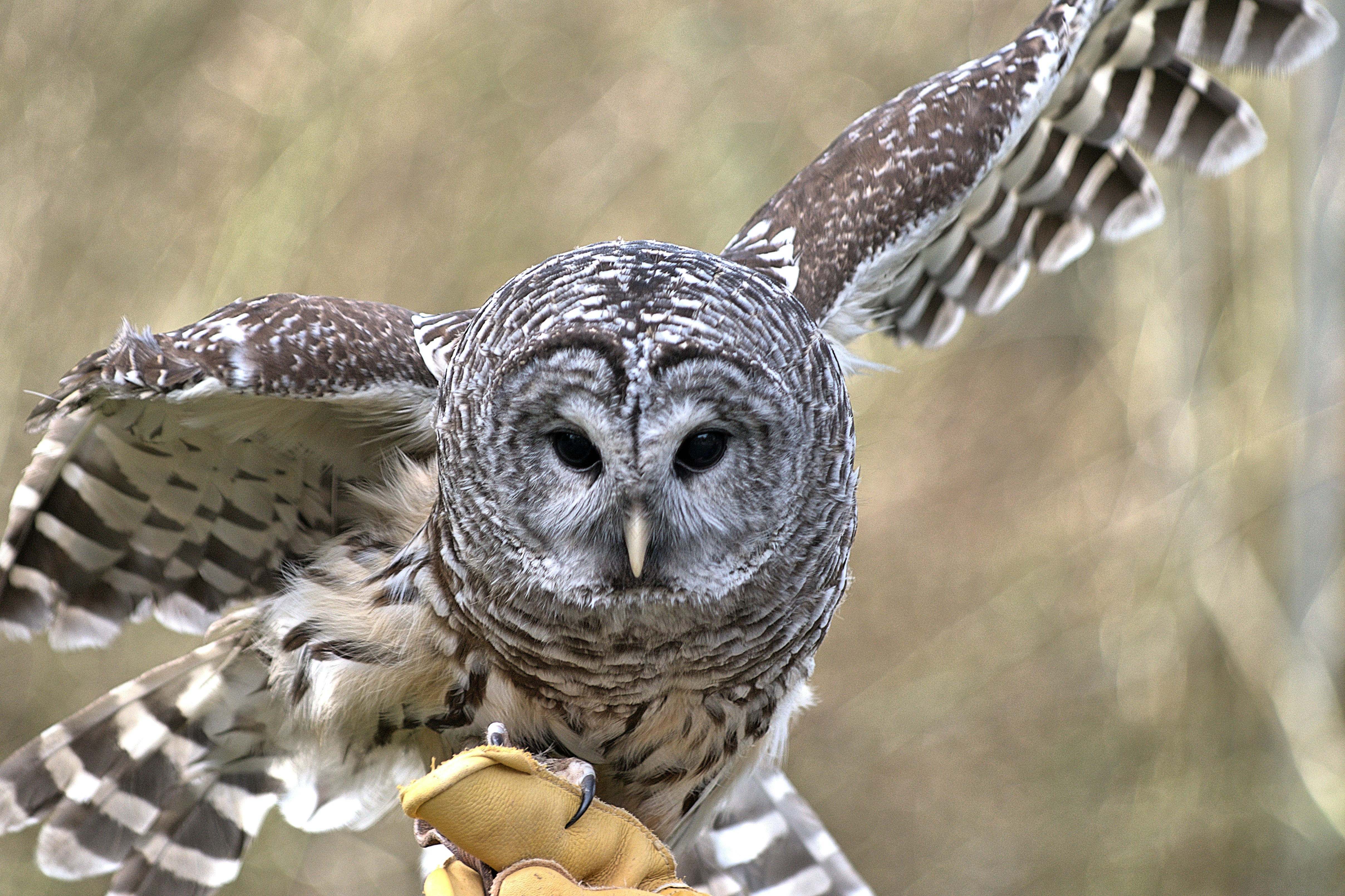 This owl is at the North Island Recovery Centre in B.C. Canada