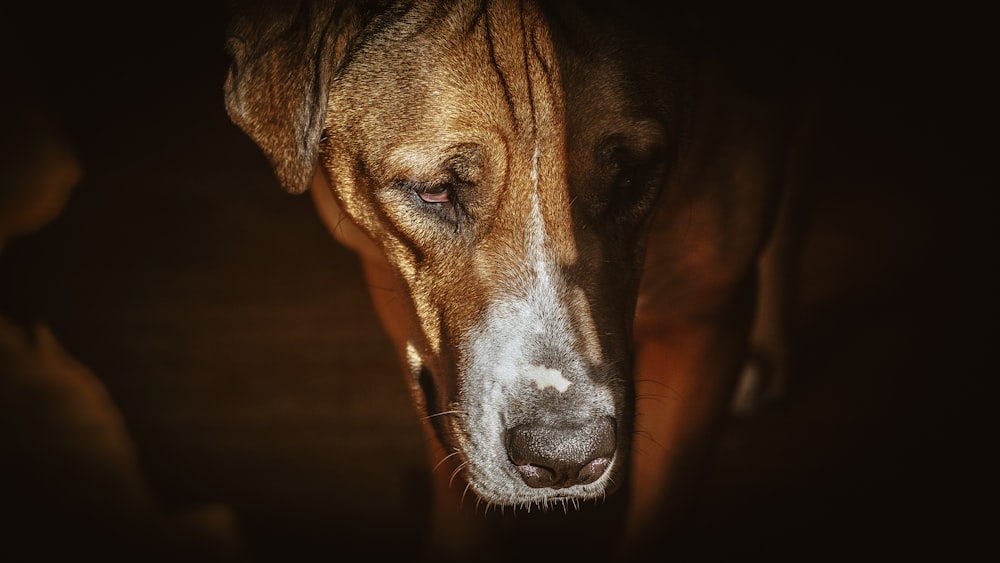 adult brown dog looking gown