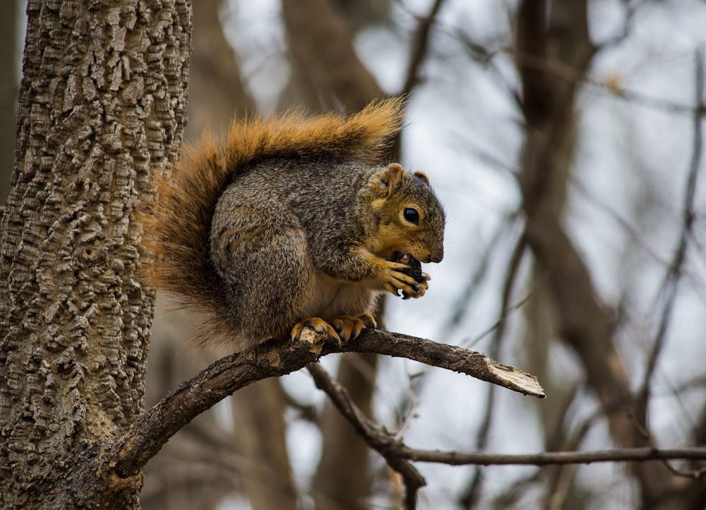 brown squirrel eating nut