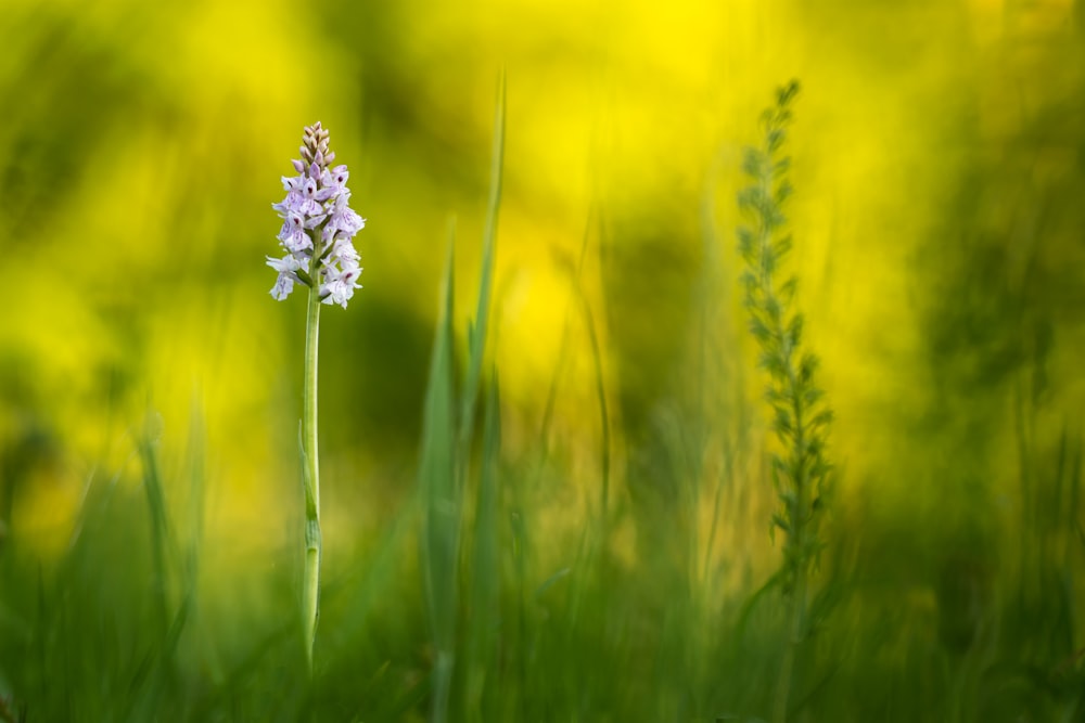 depth of field photography of white petaled flower