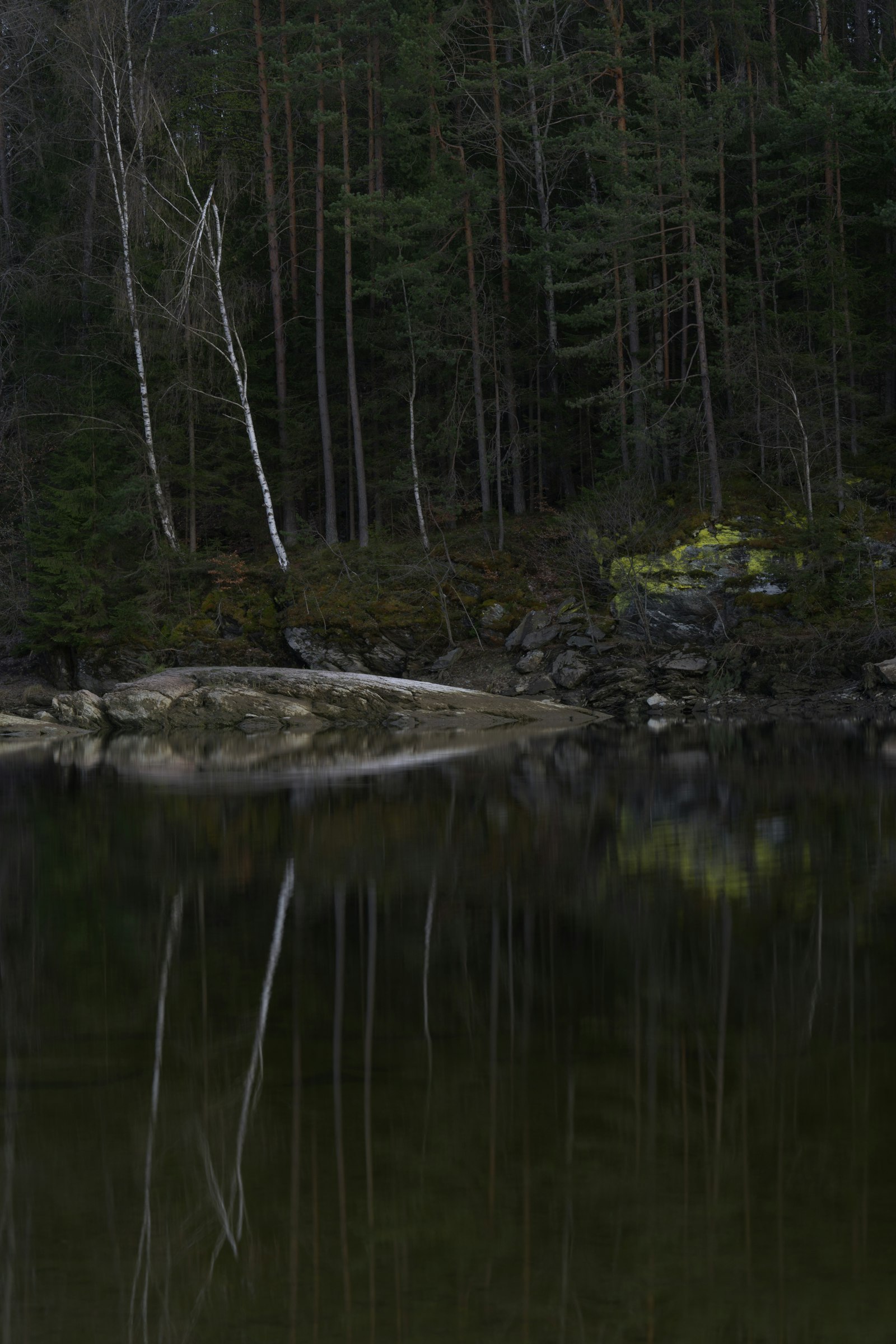 Sony a7R II + Sony FE 85mm F1.4 GM sample photo. Green leaf trees beside photography