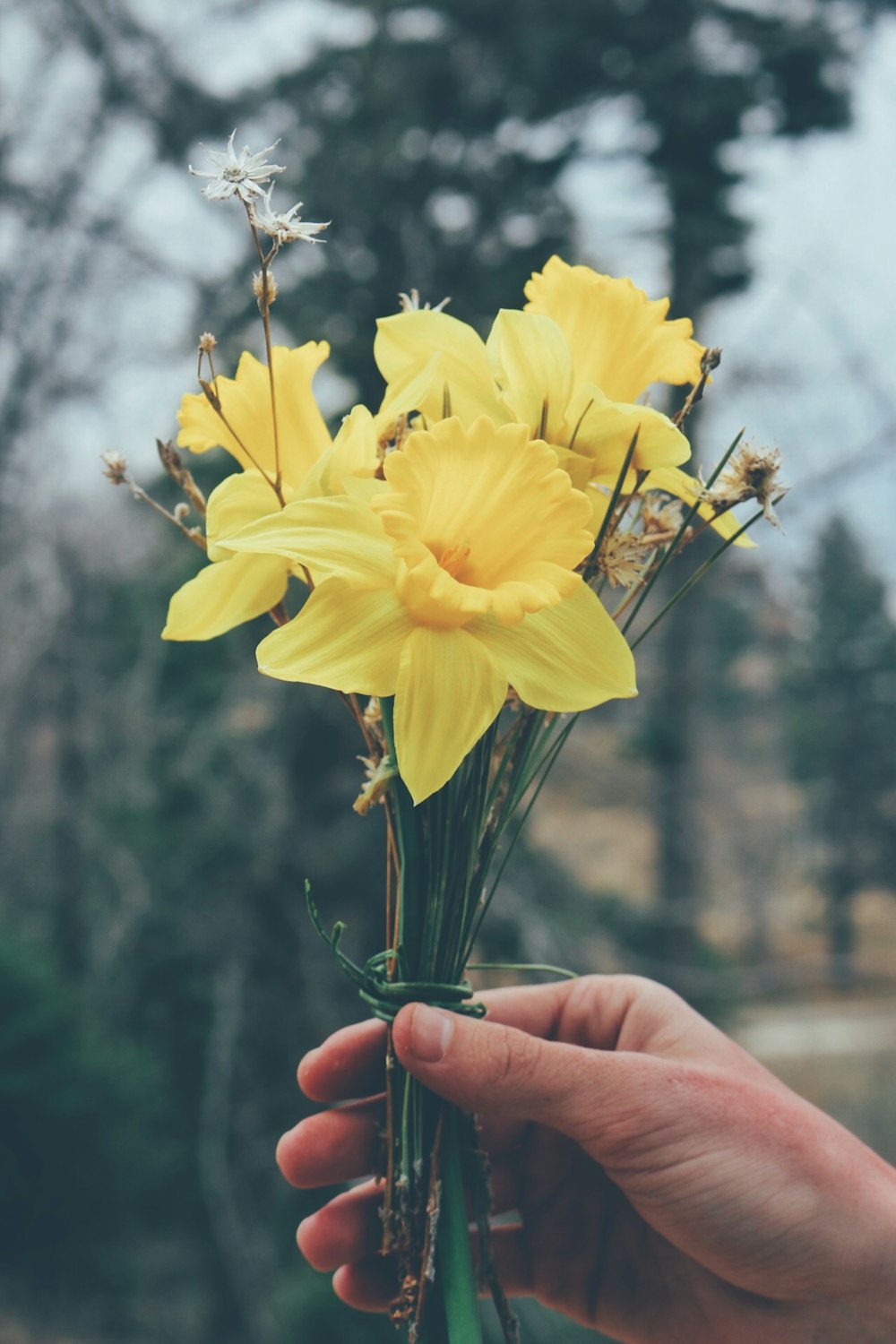 pessoa segurando flores amarelas