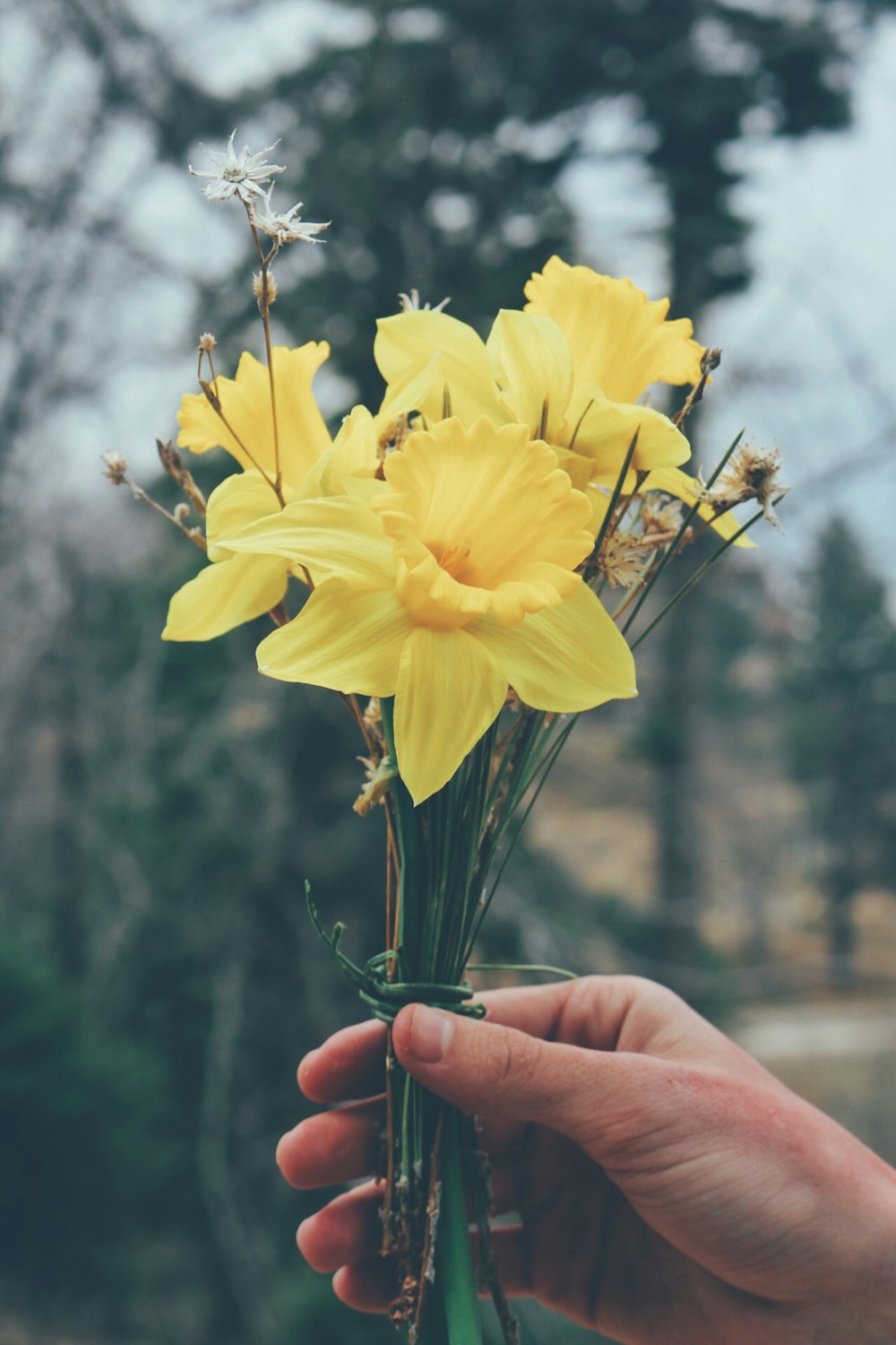 personne tenant des fleurs jaunes