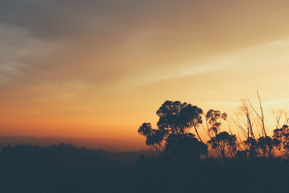 trees during sunset