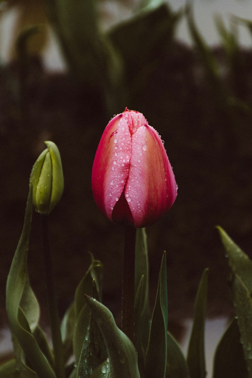 Fotografia selettiva di messa a fuoco del fiore dai petali rosa con rugiada d'acqua