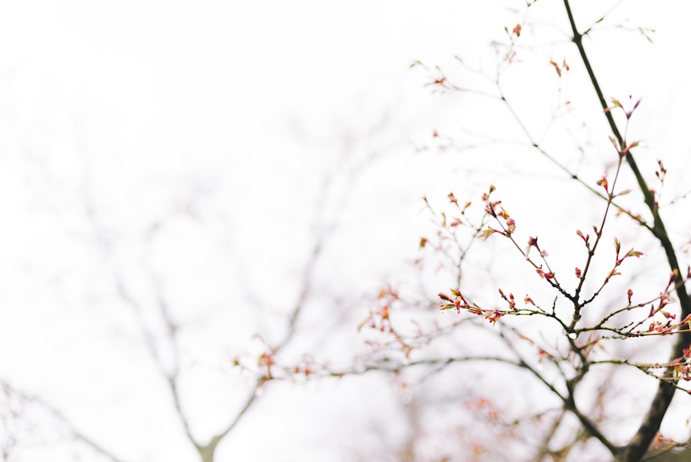 Selektive Fokusfotografie einer rosa blütenblattigen Blütenpflanze