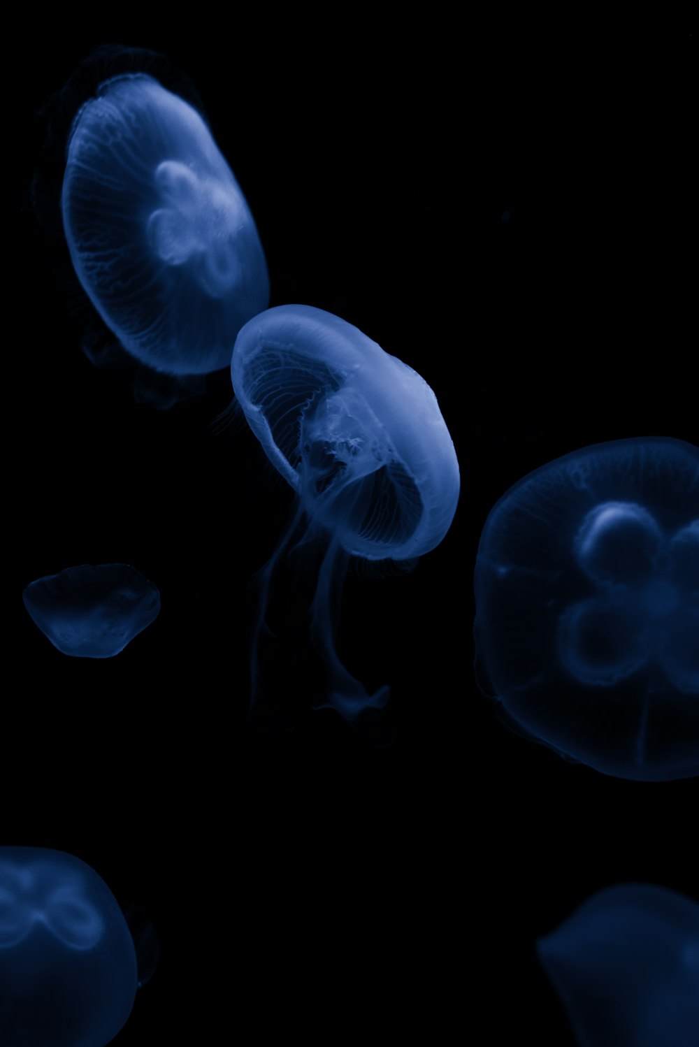 Fondo de pantalla de medusas
