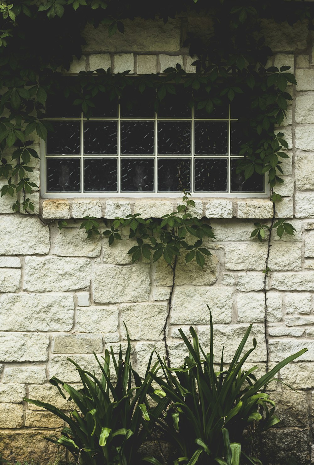 tall grass plant and vines on window