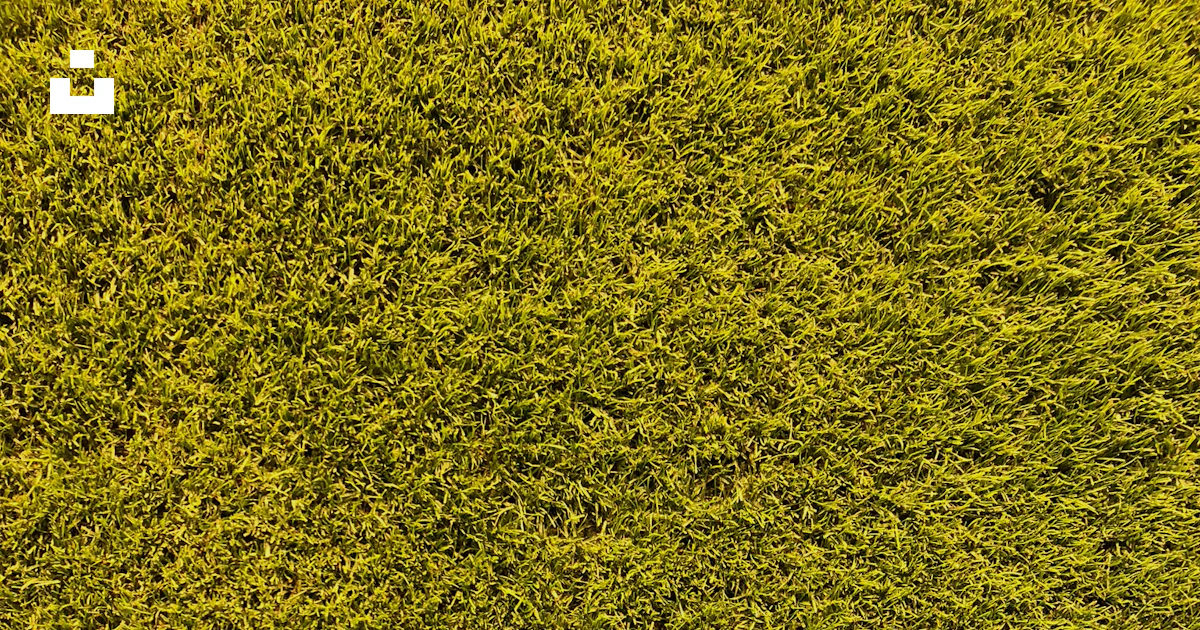 Champ Texture Vue rapprochée d’un champ d’herbe verte photo – Image gratuite de ...