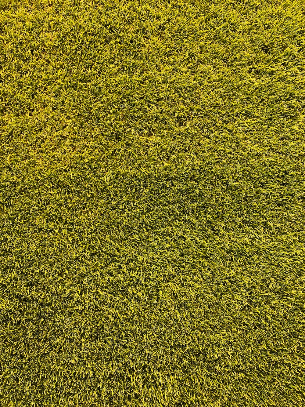 Eine Nahaufnahme eines grünen Grasfeldes