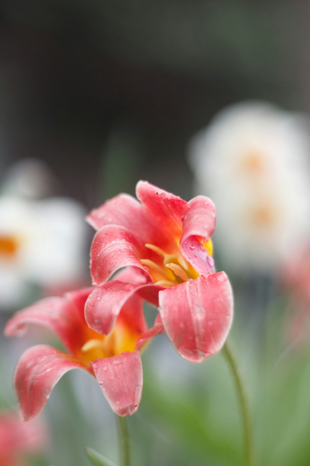 pink petaled flower