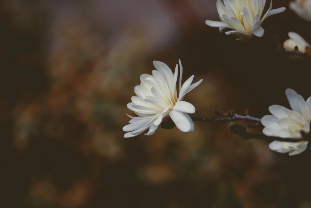 white flowers