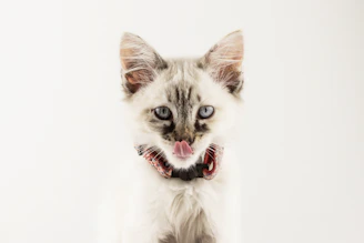 A cheerful kitten wearing a delicate, colorful collar from Colitas Chic among vibrant flowers.