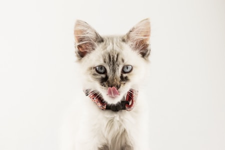 A fluffy kitten with a light-colored coat and dark markings on its face, wearing a colorful bow collar. The kitten has striking blue eyes and is sticking its tongue out playfully.