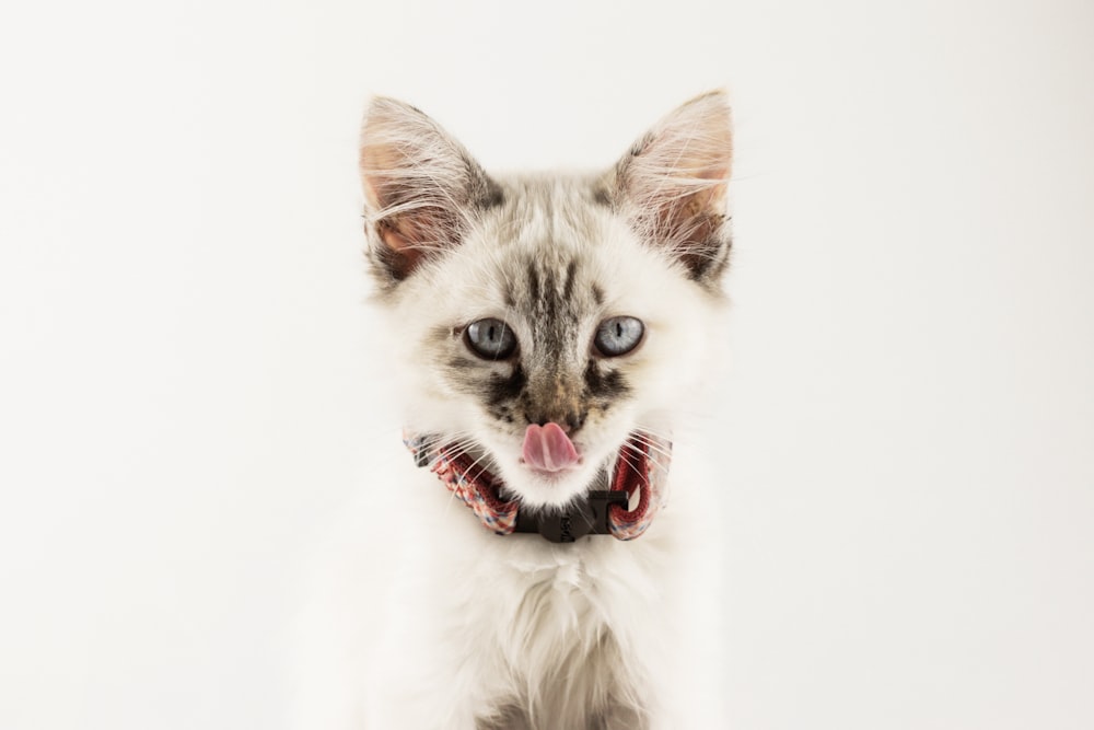 Gatto persiano in piedi accanto al muro bianco