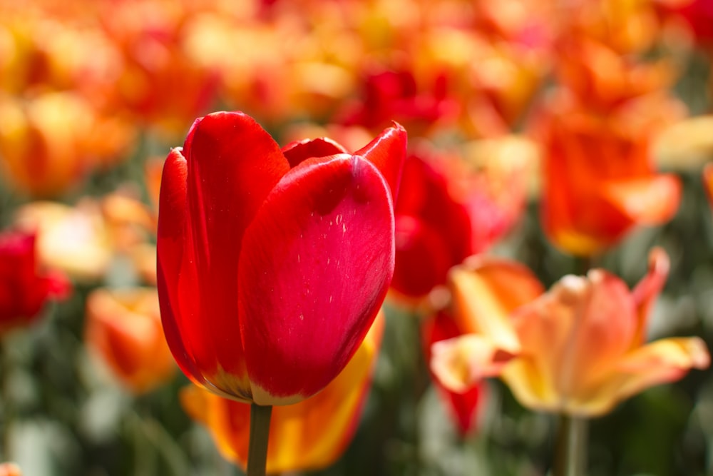 赤いチューリップの花のクローズアップ写真