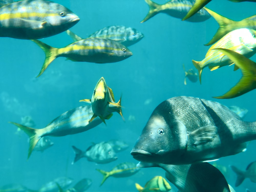 Grupo de peces con luz solar