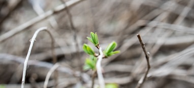 closeup photo of green plant