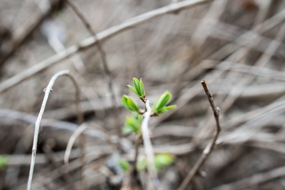 closeup photo of green plant