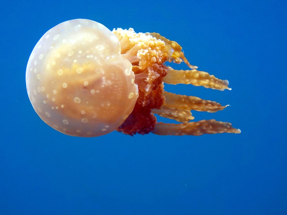 brown and beige jellyfish