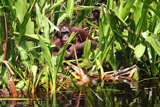 A curious orangutan peering through lush green jungle foliage during a morning trek in Sumatra.