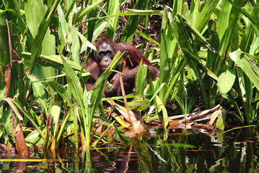 A curious orangutan peering through lush green jungle foliage during a morning trek in Sumatra.