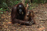 Orangutan mother and baby nestled among the trees in Sabah’s wild jungle.