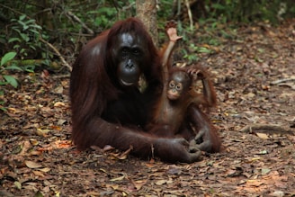 A mother orangutan sits comfortably on the forest floor while her young infant playfully raises one arm. The surrounding area is filled with dry leaves and tropical vegetation.