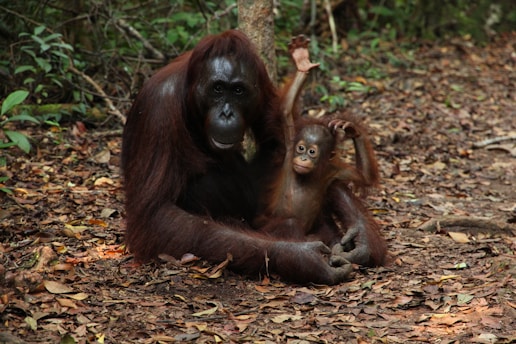 A mother orangutan sits comfortably on the forest floor while her young infant playfully raises one arm. The surrounding area is filled with dry leaves and tropical vegetation.