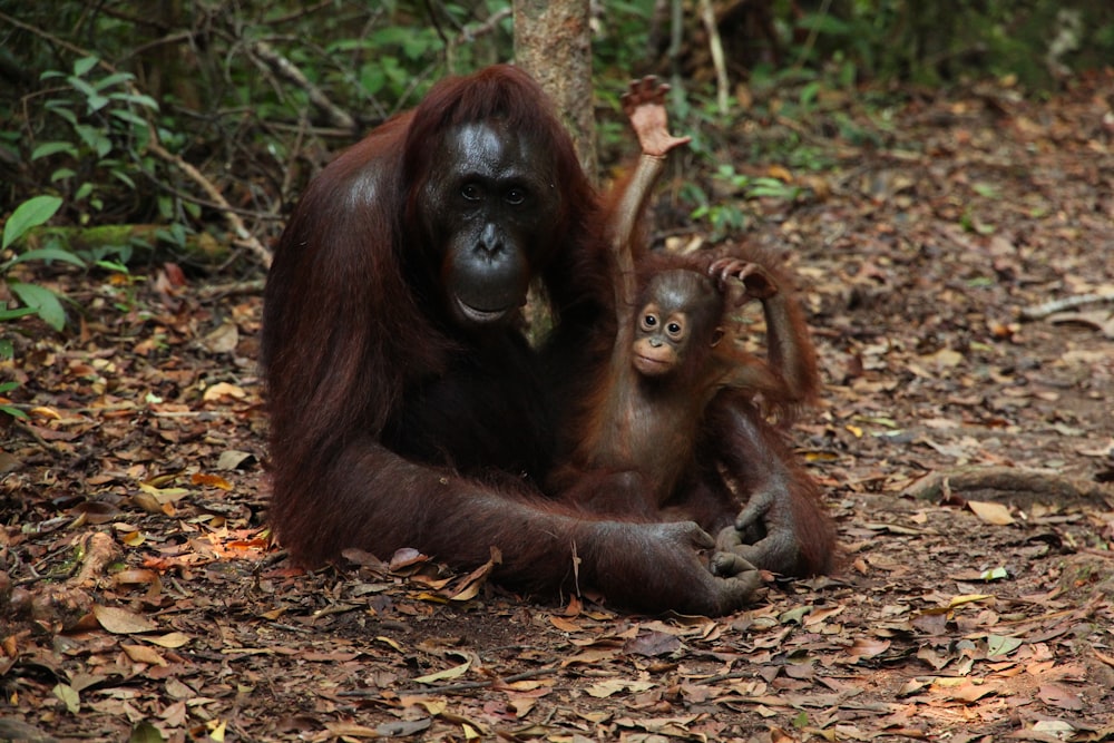陸上で赤ちゃんを抱きしめるチンパンジー
