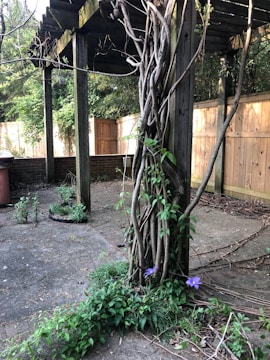 A pergola in a garden entwined with thick vines. The wooden structure stands on a concrete surface with greenery and small plants growing at its base. A wooden fence and trees are visible in the background, creating a secluded and natural atmosphere.
