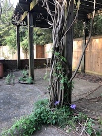 A pergola in a garden entwined with thick vines. The wooden structure stands on a concrete surface with greenery and small plants growing at its base. A wooden fence and trees are visible in the background, creating a secluded and natural atmosphere.