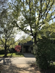 A residential street with a house partially visible in the background, framed by large, lush trees. There is a driveway leading up to the house, and a bright red bush adds a pop of color amidst the greenery. Shadows cast by the trees create patterns on the pavement, and the sky is slightly visible through the leaves.