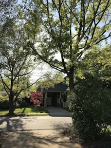 A residential street with a house partially visible in the background, framed by large, lush trees. There is a driveway leading up to the house, and a bright red bush adds a pop of color amidst the greenery. Shadows cast by the trees create patterns on the pavement, and the sky is slightly visible through the leaves.