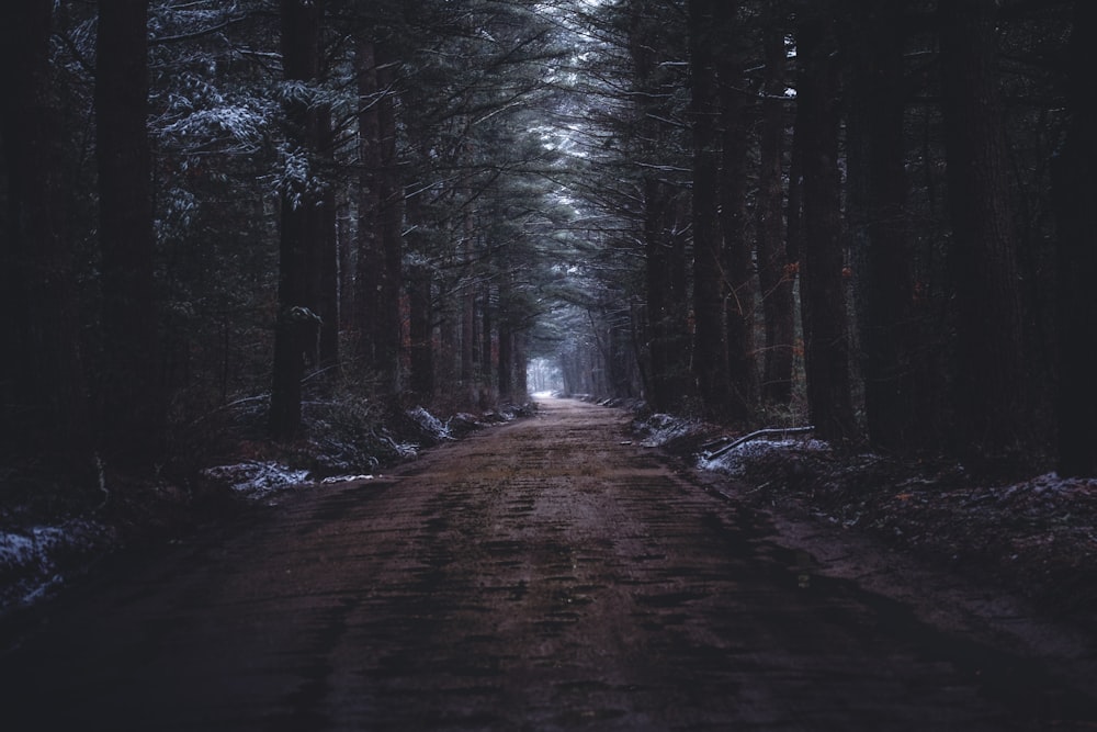 forest pathway