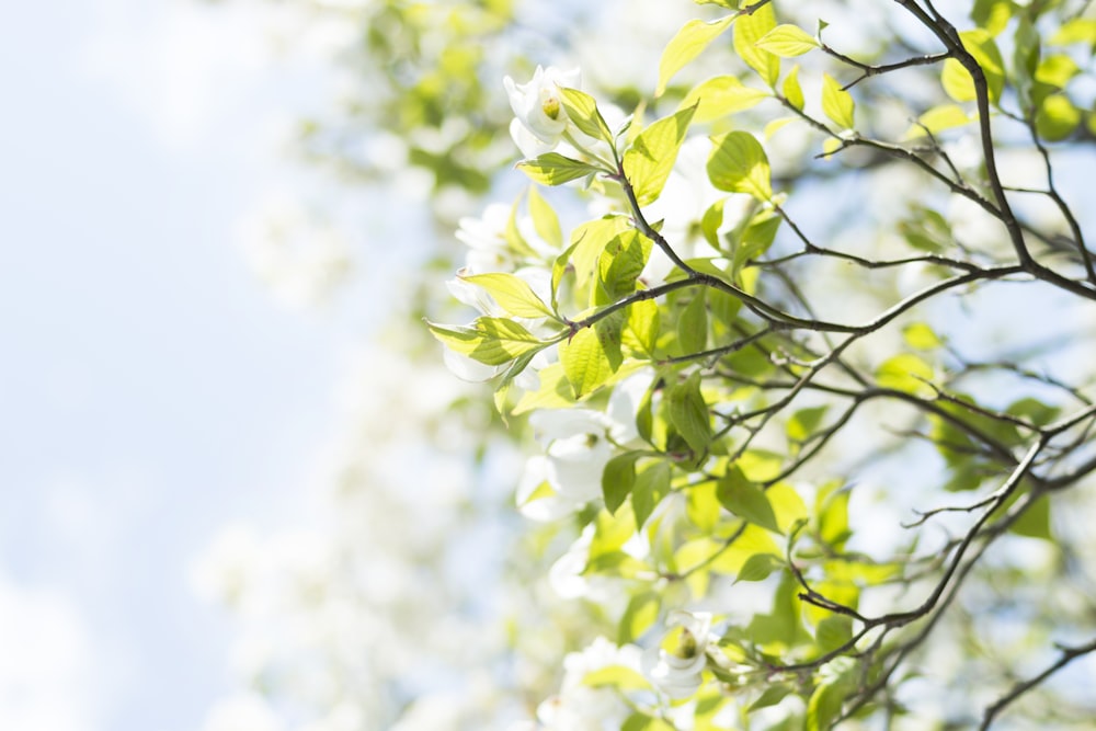 green leaf plant during daytime