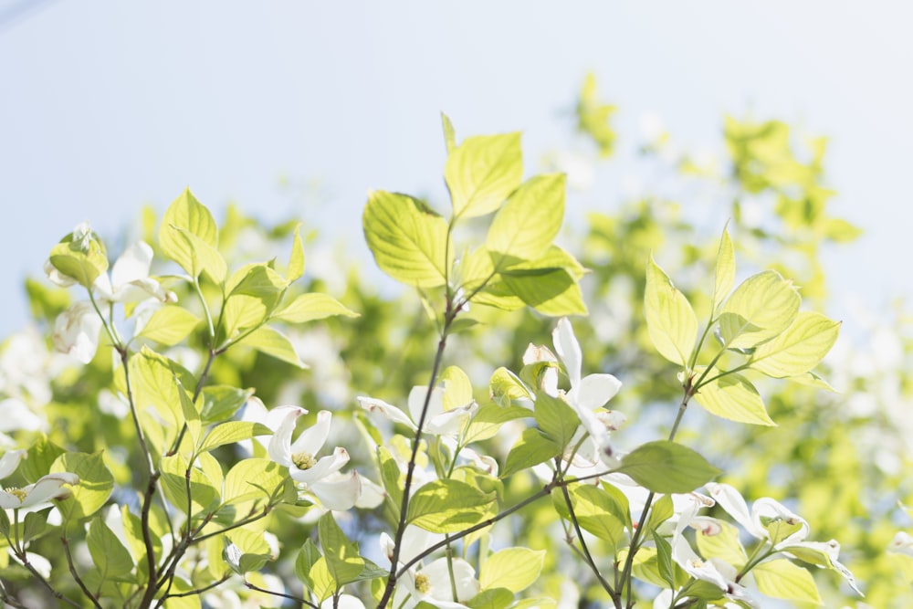 white flowering plant during day time