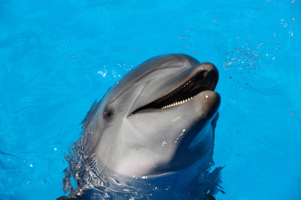 dauphin sur l’eau pendant la journée