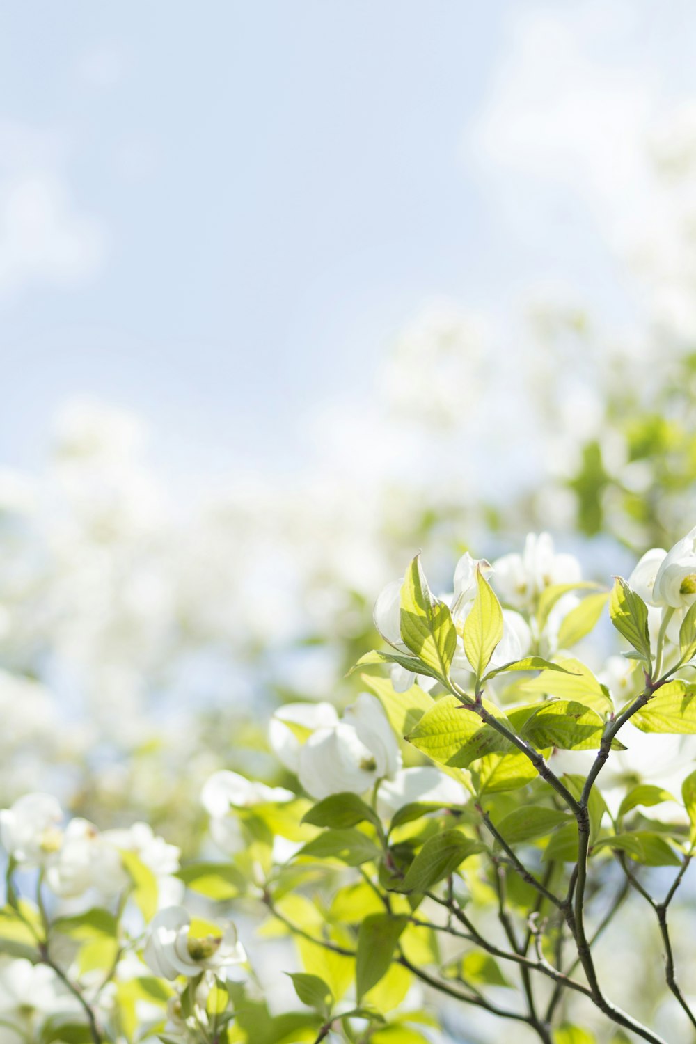 selective focus photography of white petaled flowers