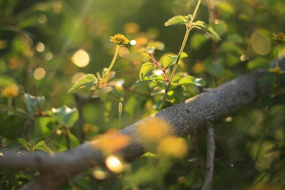 yellow flower