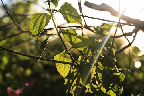 Sunlit green leaves with soft natural light background.