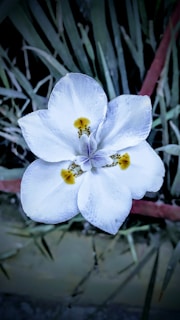A pristine white flower with delicate petals and small yellow and purple accents at its center. The flower stands out against a backdrop of blurred green leaves and stems, creating a serene and natural setting.