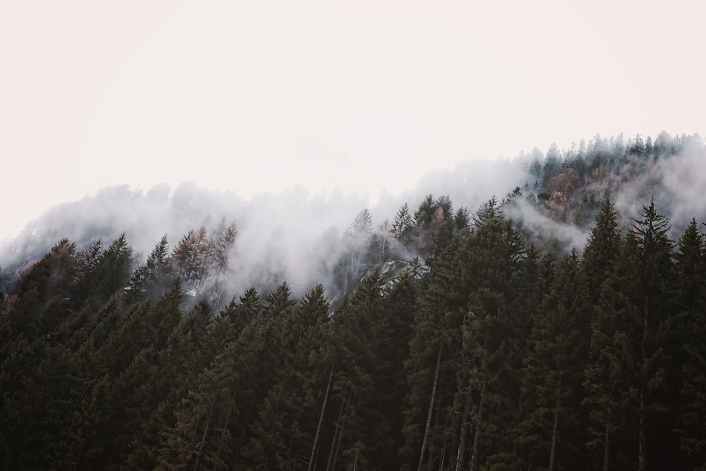 white fog on top of evergreen trees
