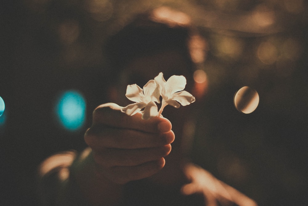 person holding white flowers