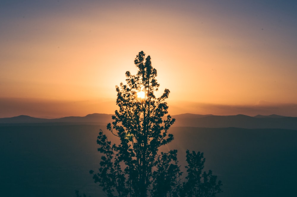 silhouette photo of tall green tree in front of sunrise