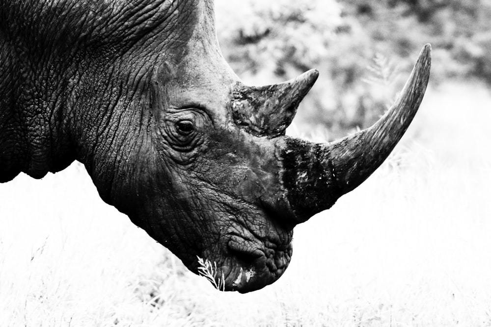 grayscale photo of rhinoceros