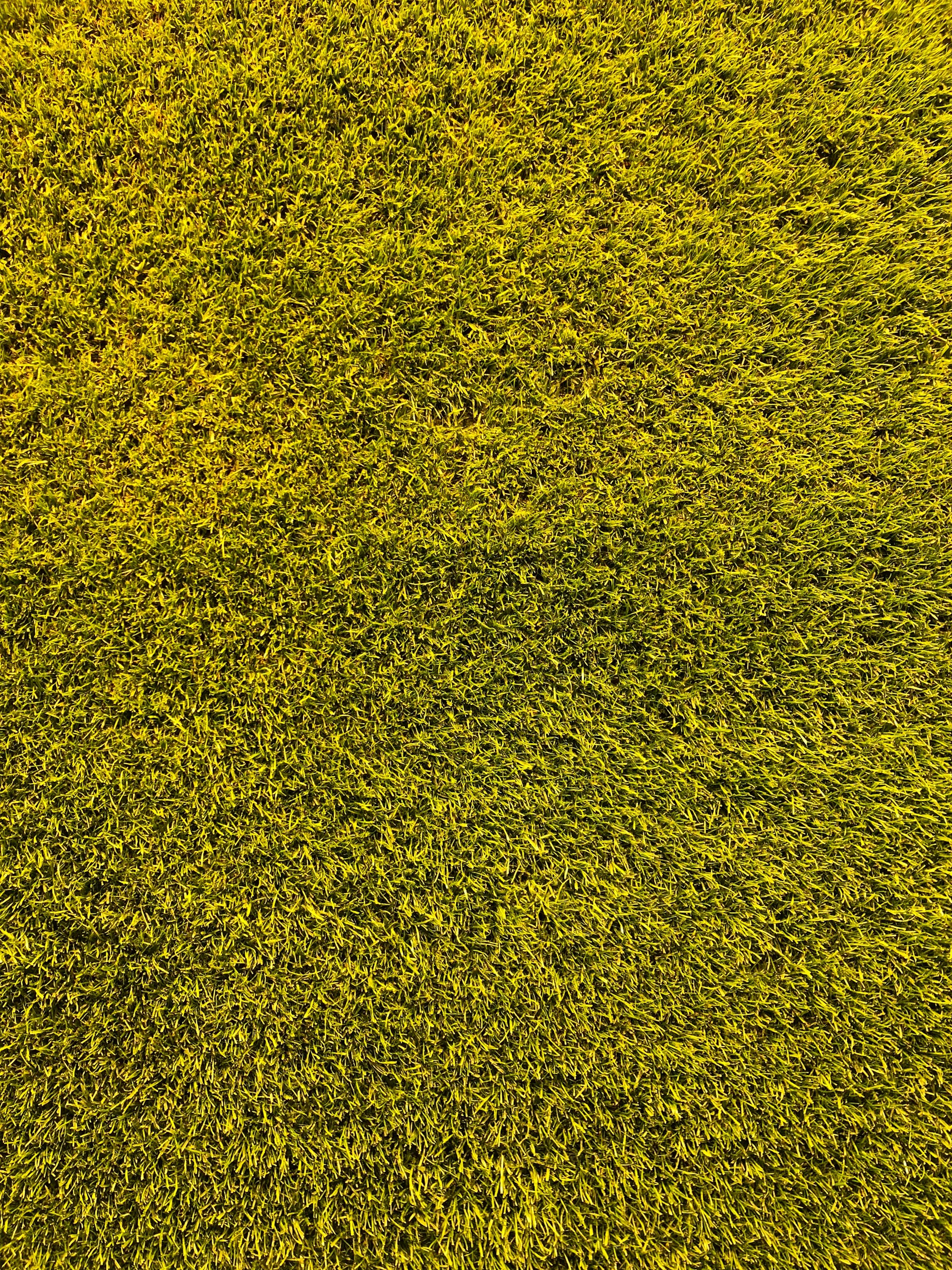 green grass field