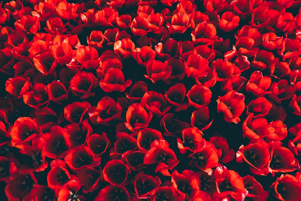 Vista superior de flores rojas